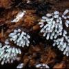 Coral Slime