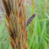Ergot 2 on beach rye, Mendenhall Wetlands