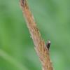 Ergot on beach rye Mendenhall Wetlands