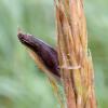 ergot on beach rye