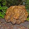 false morel