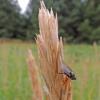 fly on beach rye, possibly eating honeydew from ergot