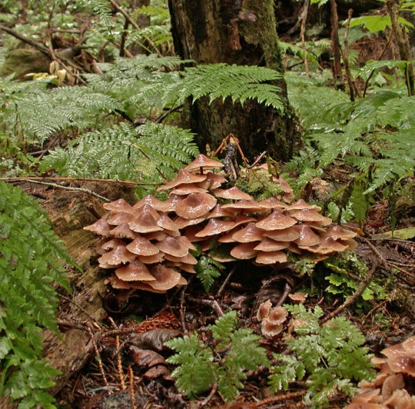fungi in rain 1