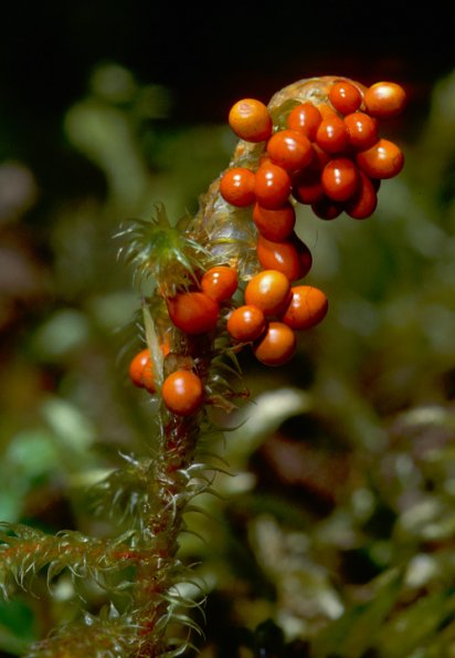 Insect-Egg Mass slime mold