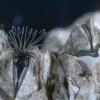 acorn barnacle