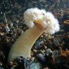 Anemone, Juneau, Alaska