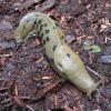 banana slug 6 tee harbor bluff trail July 3, 2002