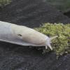 banana slug albino ketchikan 2