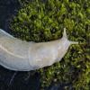 banana slug albino ketchikan 4