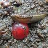 bear scat with slug and highbush cranberry