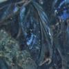 blue mussel, feeding underwater