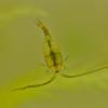 Copepod, freshwater, Juneau