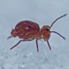 Hexapods (springtails)