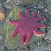 Invertebrates