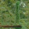 sponge-freshwater-auke-lake-juneau