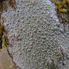 Barnacle Lichen (Thelotrema)