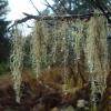 Beard Lichens 2 (Usnea)