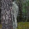 Beard Lichens (Usnea)
