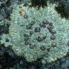 Bull's-eye Lichen (Placopsis)