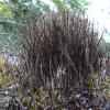 Cladonia Lichen (Cladonia maxima)