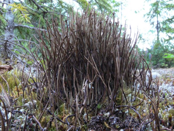 Cladonia Lichen (Cladonia maxima)