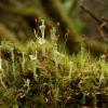Cladonia Lichens (Cladonia)