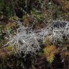 Coral Lichen (Sphaerophorus) among moss