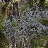Coral Lichens (Sphaerophorus)