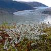 Foam Lichens (Stereocaulon)