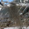 Horsehair Lichens (Bryoria)