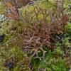 Iceland Lichens 2 (Cetraria)