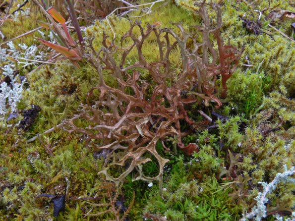 Iceland Lichens 2 (Cetraria)