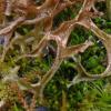 Iceland Lichens (Cetraria)