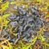 Jellyskin Lichen (Leptogium)