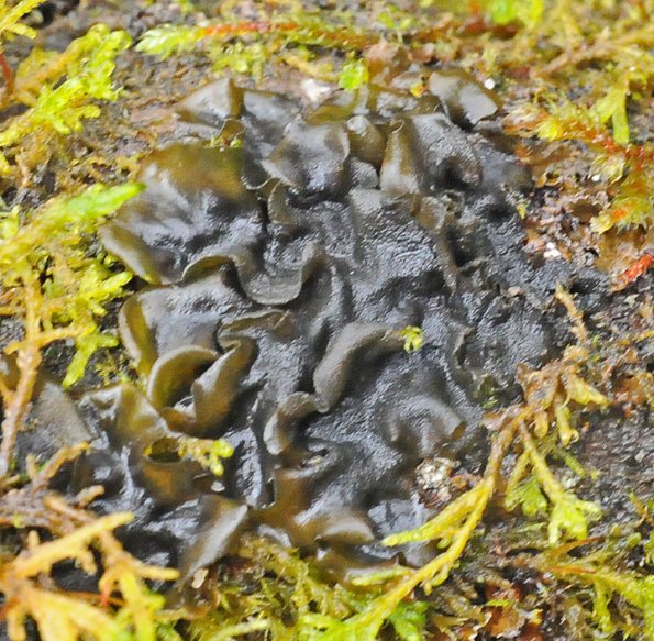 Jellyskin Lichen (Leptogium)