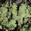 Kidney Lichen (Nephroma)