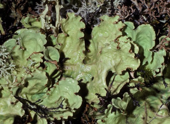 Kidney Lichen (Nephroma)