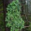 Lungwort Lichen (Lobaria)