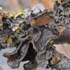 Lichens