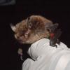 bat-in-hand-with-bug