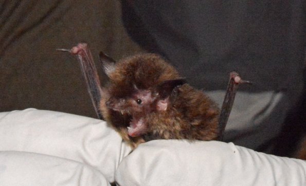 bat-in-hand-with-mouth-open