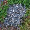 bear scat showing mostly maggots from salmon carcass