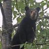 Black Bear, 1 year old, in the rain
