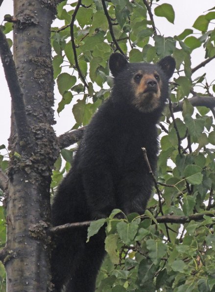 Black Bear, 1 year old, in the rain