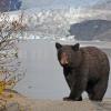 Black Bear and Mendenhall Glacier