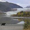 Black Bear and Mendenhall Glacier in fall