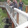 Black Bear and people Salmon viewing area Mendenhall