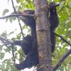 Black Bear, cub in the rain