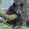 Black Bear Cub in tree looking