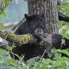 Black Bear cubs playing 1
